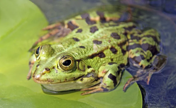 Groda Dammen — Stockfoto