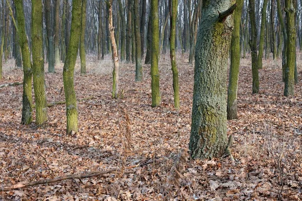 Бледный Осенний Лес Опавшими Листьями — стоковое фото