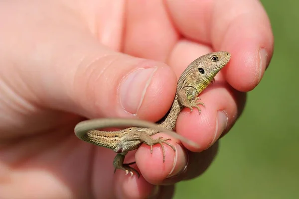 Lézard Dans Main Enfant — Photo