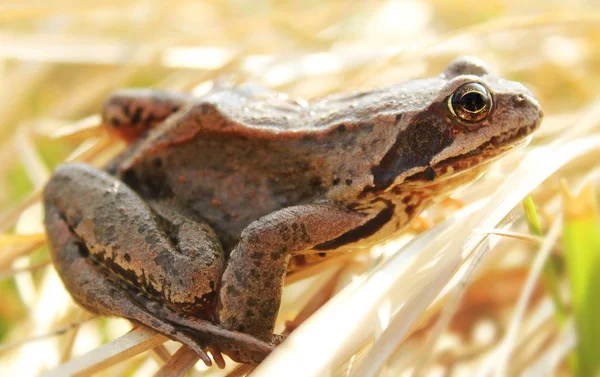 Grenouille Femelle Soleil — Photo