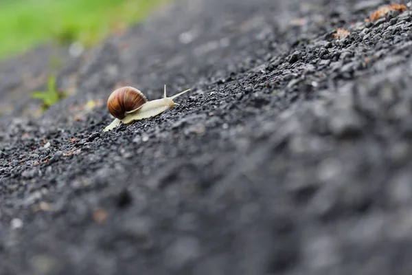 Guscio Lumaca Gusci Mollusco — Foto Stock