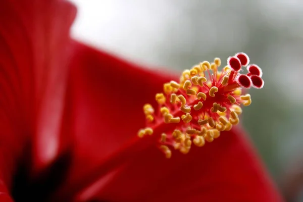 美丽多彩的芙蓉花风景 — 图库照片