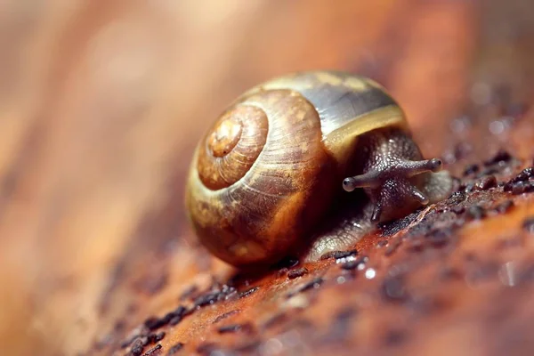 Caracol Arvoredo Madeira — Fotografia de Stock