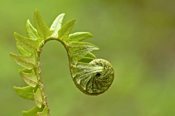 Zelená Kapradina Listy Lesní Rostliny — Stock fotografie