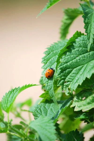 Primer Plano Error Naturaleza Salvaje — Foto de Stock