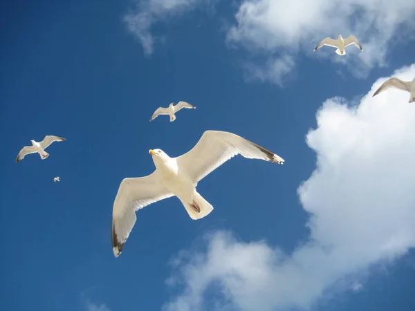 Schilderachtig Uitzicht Prachtige Meeuwen Vogels — Stockfoto