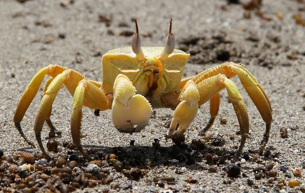 Жовтий Пляжний Краб Піску Шукає Їжу — стокове фото