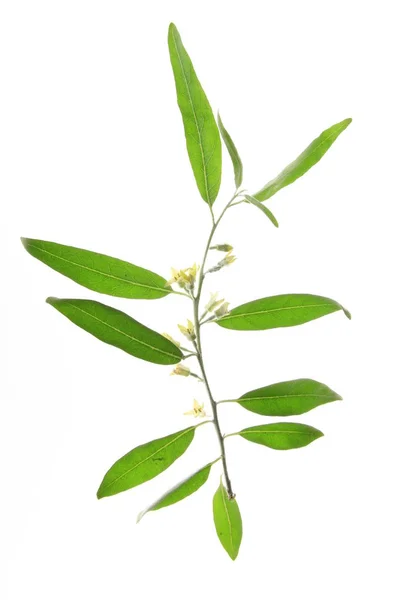 Άνθη Και Φύλλα Του Ελαιόφυλλου Στενόφυλλου Elaeagnus Angustifolia Που Εξαιρούνται — Φωτογραφία Αρχείου