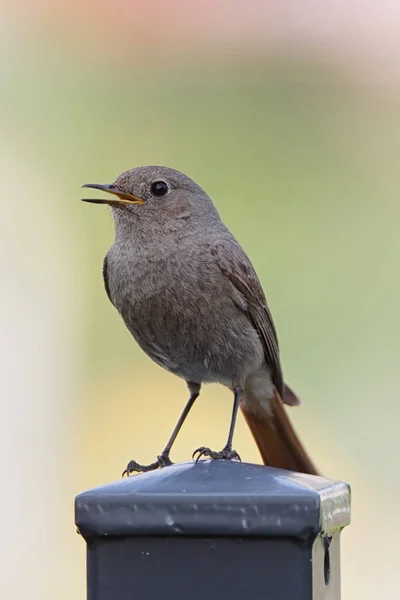 Fena Hausrotschwanz Phoenicurus Ochruros Sedící Zahradním Plotě — Stock fotografie