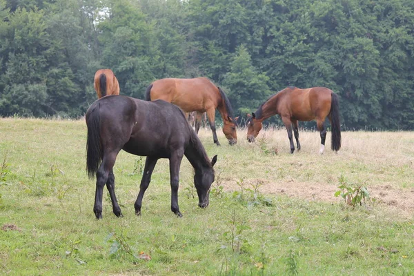 Caballos Aire Libre Durante Día —  Fotos de Stock