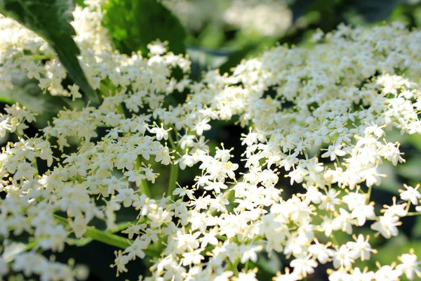 Flores Las Flores Cerezo Primavera — Foto de Stock