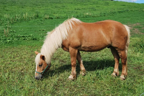 Malebný Pohled Krajinu Selektivní Zaměření — Stock fotografie