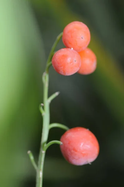 谷地的种子百合花 — 图库照片