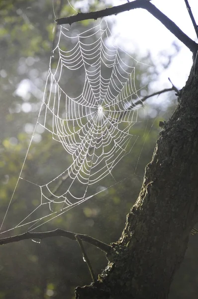 Toile Araignée Piège Pour Insectes — Photo