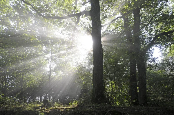 Rayos Sol Bosque —  Fotos de Stock