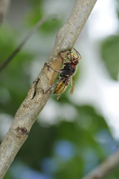 Close Van Een Insect Wilde Natuur — Stockfoto