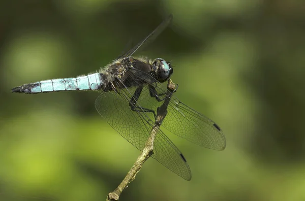 Dragonfly Insect Flora Fauna — Stock Photo, Image