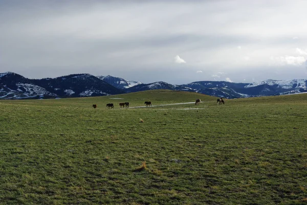 Divoké Koně Skalky Montana — Stock fotografie