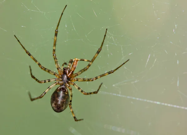 Läskig Spindel Insektsdjur — Stockfoto