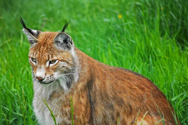 Lince Selvagem Animal Natureza Grande Gata — Fotografia de Stock