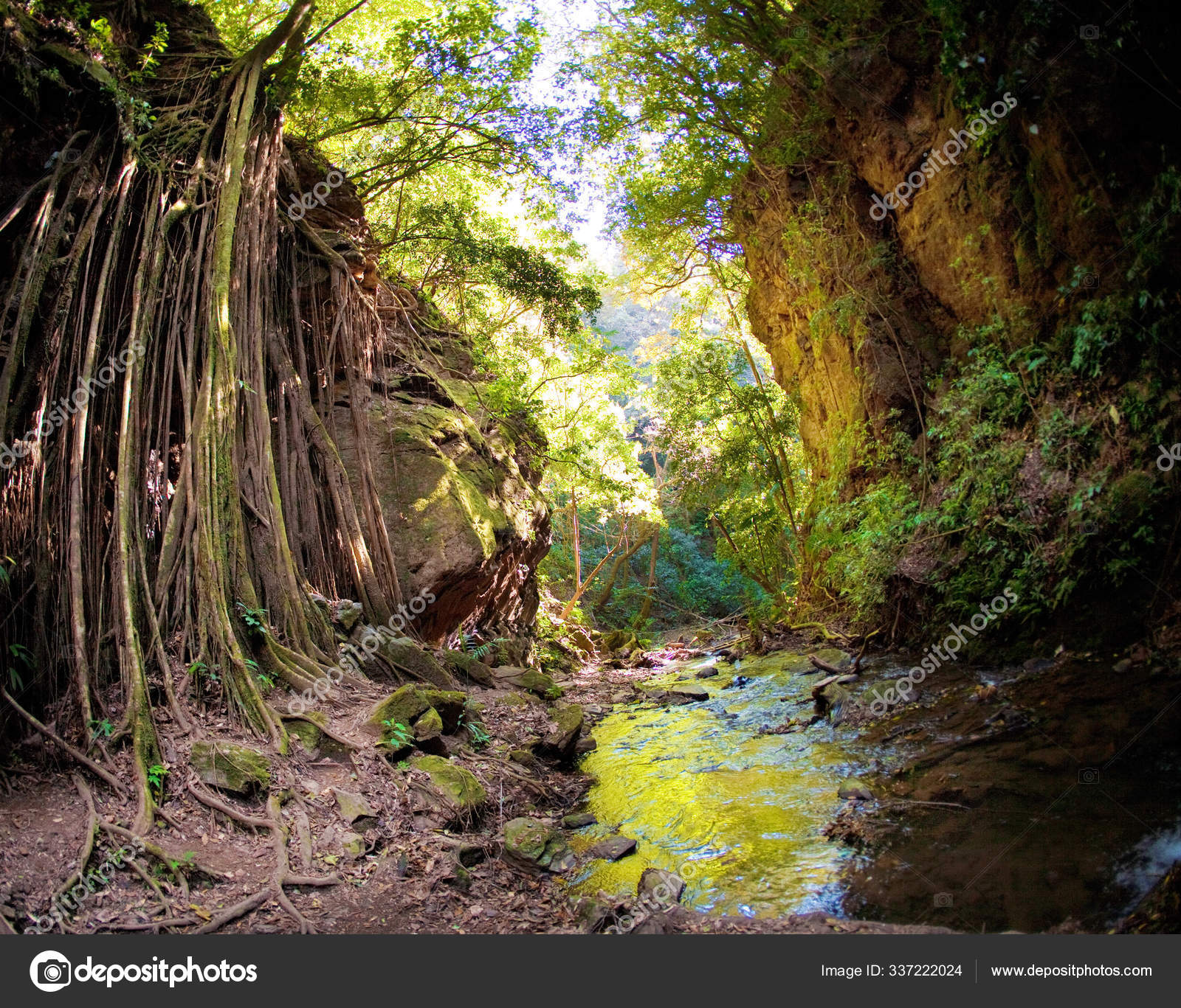 Viñas Higuera Estranguladora Colgando Sobre Cara Roca Cerca Arroyo