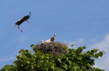 old stork in approach to nest with boy clipart