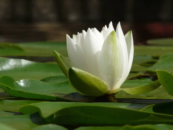 Lotus Water Lily Flower Petals Aquatic Plant — Stock Photo, Image