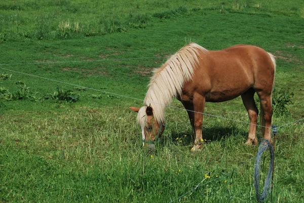 Lindo Caballo Naturaleza Salvaje —  Fotos de Stock