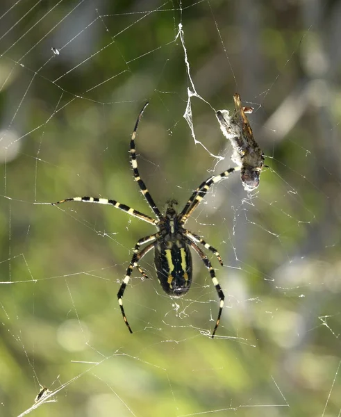 Σφήκα Αράχνη Και Θήραμα Ιστό Αράχνης Μπροστά Από Πράσινο Θολή — Φωτογραφία Αρχείου
