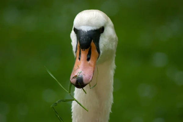 Zwaan Vogel Dier Het Wild — Stockfoto