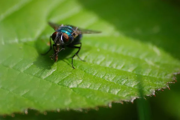 Voar Com Brilho Metálico Azul — Fotografia de Stock