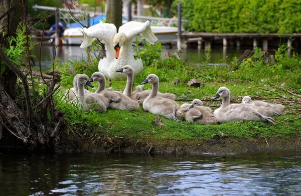 Schwanen Pais Cuidado Prole — Fotografia de Stock