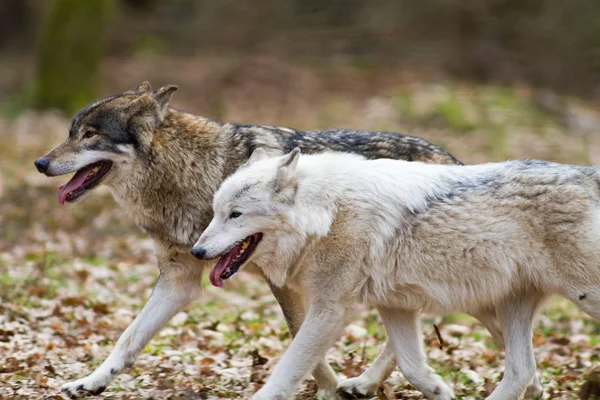 Deux Loups Est Traversent Forêt — Photo