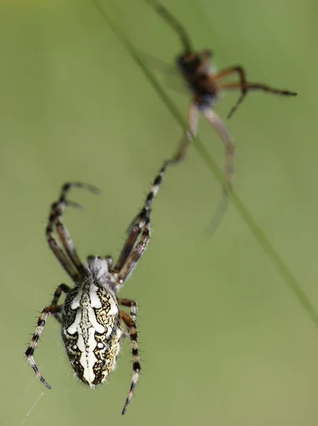 Aculepeira Ceropegia Con Los Hombres —  Fotos de Stock