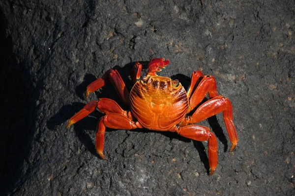 Strandkrabbe Meerestier — Stockfoto