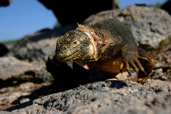 Zblízka Ještěrka Biotopu Koncept Divokosti — Stock fotografie