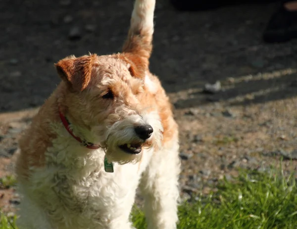 Fox Terrier Chien Animal Compagnie — Photo