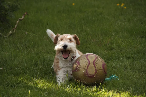 Róka Terrier Kutya Háziállat — Stock Fotó