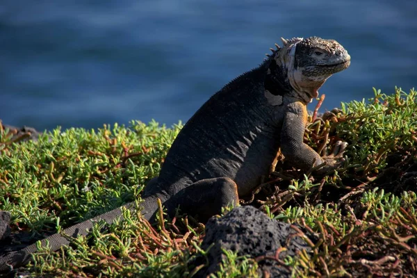 Close Lizard Habitat Wildness Concept — Stock Photo, Image