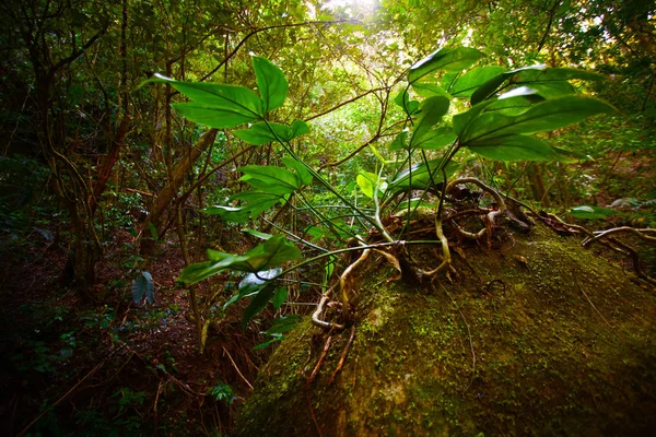 哥斯达黎加丛林中植物的小根和分枝 — 图库照片