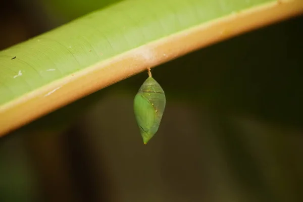 单只绿色蝴蝶茧挂在叶子上等待蓝色的形态出现 — 图库照片
