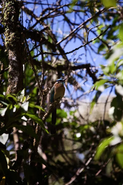 Hübscher Tropischer Vogel Thront Regenwald Costa Ricas — Stockfoto