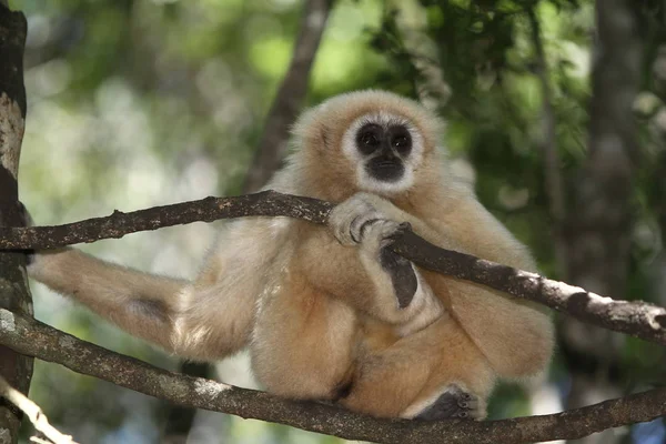 Macaco Animal Macaco Gibbon — Fotografia de Stock