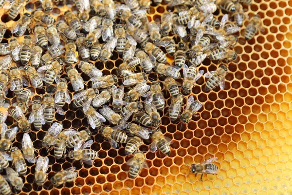 Vista Cerca Los Insectos Naturaleza —  Fotos de Stock