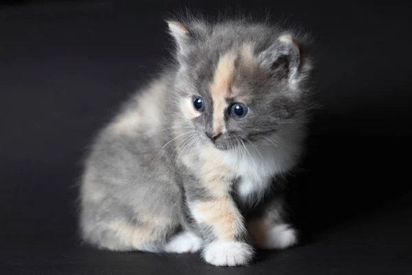 Fechar Para Cima Gato Pequeno Novo — Fotografia de Stock