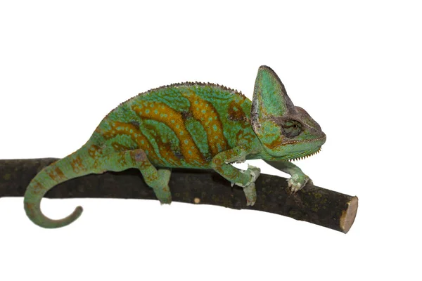 Chameleonské Zvíře Tropický Ještěří Plaz — Stock fotografie