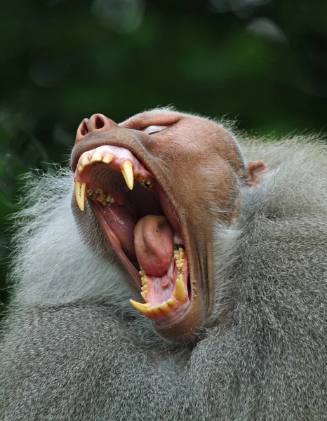 Animais Temas Macaco Natureza — Fotografia de Stock