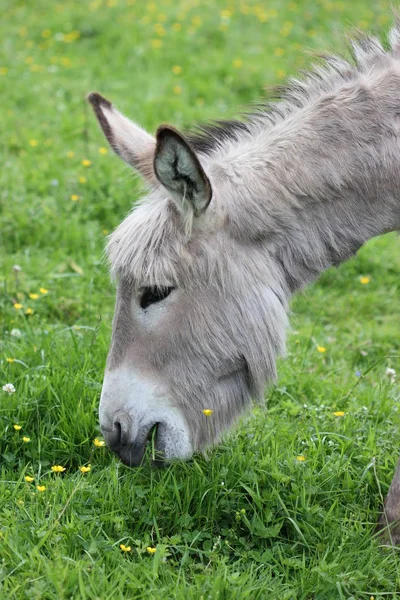 Donkey Grazes Spring Meadow — Stock Photo, Image