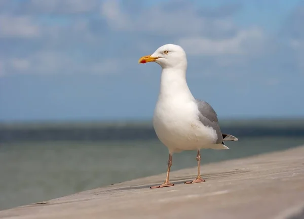 Malerischer Blick Auf Schöne Möwenvögel Der Natur — Stockfoto