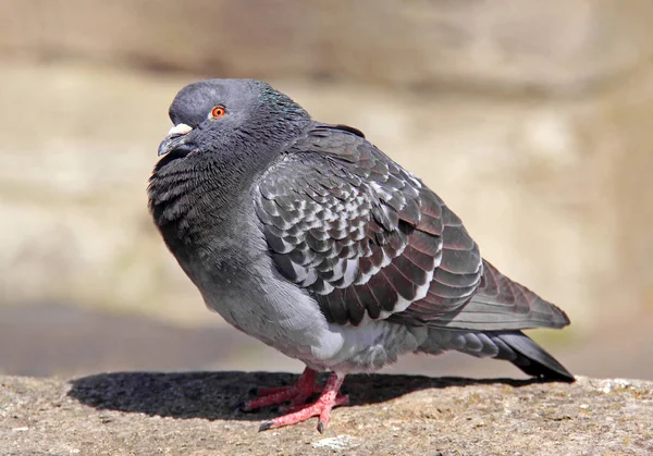 Columba Livia Forma Domestica — Φωτογραφία Αρχείου